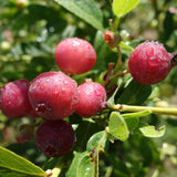 2 Blueberry Plant Live 1 Year Old, Sweet Blueberry Bush Live Plant, Blueberry Tree Live, Blueberries Shrub (Earliblue Blueberry Plants)