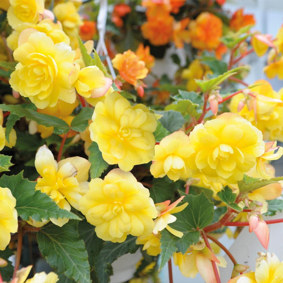 3 Yellow Begonia Live Plants, Begonia Flowering Plants, Flowers Outdoor Garden 4 Inches