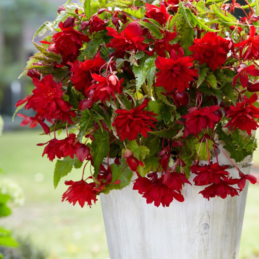 3 Begonia Live Plants, Begonia Flowering Plants, Flowers Outdoor Garden 4 Inches