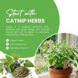 Set 2 Catnip Plants Live, Catnip Live Plants, 4-6 Inc Tall, Fragrant Herb Plant for Indoor Outdoor Containers and Herb Gardens