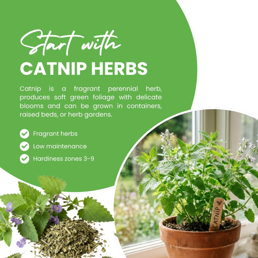 Set 2 Catnip Plants Live, Catnip Live Plants, 4-6 Inc Tall, Fragrant Herb Plant for Indoor Outdoor Containers and Herb Gardens