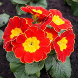 Red Primrose Live Plant, Primrose Flower Plant in 4'' Pot, 4-6'' Tall, Hardy Primrose Flower Plant, Colorful Blooms, Perennial Plants