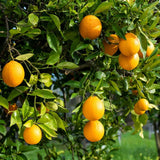 Grafted Sweet Orange Tree Live, 3 to 4 Feet Tall Citrus Fruit Tree for Outdoor Planting