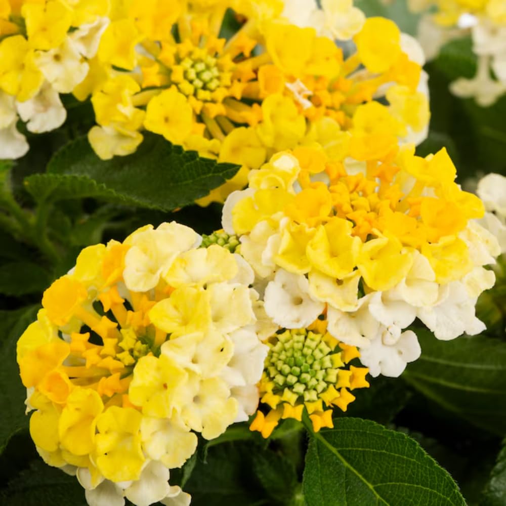 2 Trailing Lantana Plants Live for Indoor Outdoor, 6-9 Inch Tall, Live Lantana Flowers Home Garden (Yellow White Lantana)