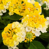 Pack 4 Trailing Lantana Plants Live for Gardening, 4-9 Inc Height, Ornamental Lantana Live Plants, Fragrant Lantana Flowers Vine (Yellow White Lantana)