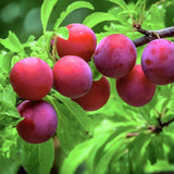 Wild Plum Tree Live Plant, 1.5-2 Feet Height, Bareroot Dormant Plum Plant Live for Planting Outdoors, Plum Tree Plant