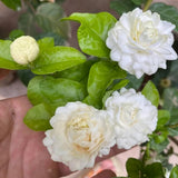 3 Jasmine Flower Plants, Grand Duke of Tuscany Jasmine Plant Live from 5 Inc Tall