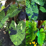 Variegated Green Black Colocasia Plants, 3-6" Elephant Ear Esculenta Taro Alocasia Live Plant for Outdoor Planting, Alocasia Plants Bare Root, No Pot, Live Colocasia Houseplant