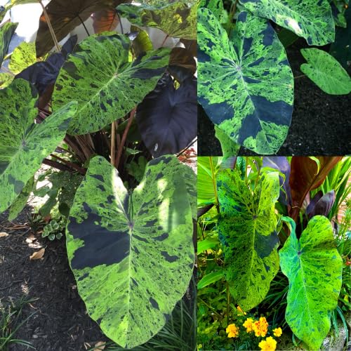 Variegated Green Black Colocasia Plants, 3-6" Elephant Ear Esculenta Taro Alocasia Live Plant for Outdoor Planting, Alocasia Plants Bare Root, No Pot, Live Colocasia Houseplant