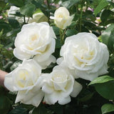 Miniature Rose Plant, Live 3” Potted Rose, Compact, Colorful Flowering Rose Bush for Indoor Outdoor Gardens (White)
