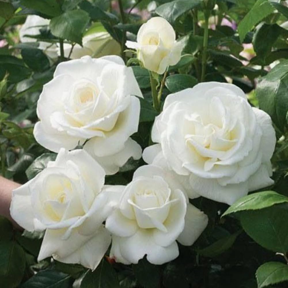 Miniature Rose Plant, Live 3” Potted Rose, Compact, Colorful Flowering Rose Bush for Indoor Outdoor Gardens (White)