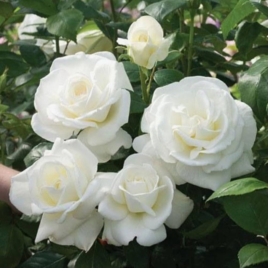 Miniature Rose Plant, Live 3” Potted Rose, Compact, Colorful Flowering Rose Bush for Indoor Outdoor Gardens (White)