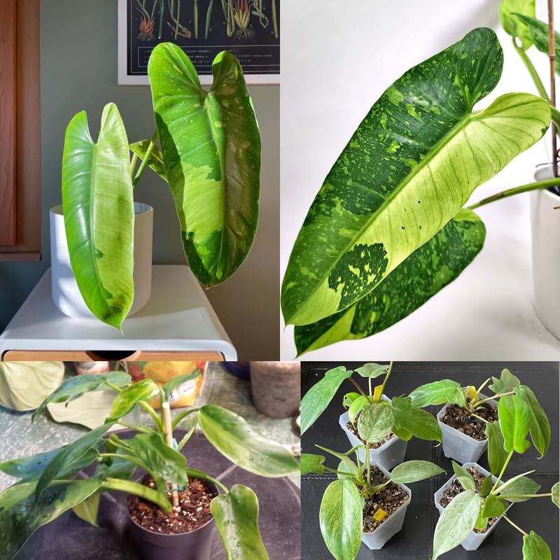 2 Rare Philodendron Live Plants Varieties Collection, Philodendrons Plants Size 5-9 Inc for Indoor Houseplant Décor, Ornamental Tropical Well-Rooted (Most Popular Philodendron Plants)