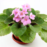 African Violets Live Plants, African Violet Plant Live in 4 Inches Pot, Violets Flowers Houseplant, 4-7 Inches Tall for Home Office Decor (Light Pink)