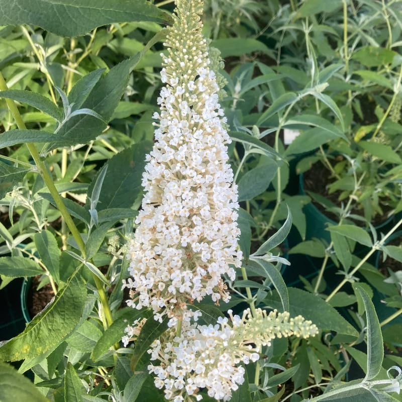Butterfly Bush Plant for Planting, Size 5 to 7 Inch Tall Plant, Without Pot, Butterfly Bushes Plants (Dark Pink Flowers)