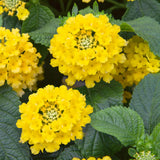 Combo 4 Trailing Lantana Plants Live for Gardening, 6-9 Inch Tall, Ornamental Lantana Live Plants, Fragrant Lantana Flowers (Yellow Lantana)