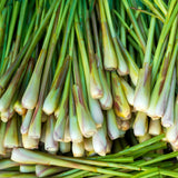 Pack 2 Lemongrass Plants Live, Edible Fragrant Lemongrass Herb Plants Potted, Outdoor Growing