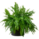 Set 10 Lady Fern Rhizomes, Ferns Starter Roots, Perennial Fern Plants, Ready to Grow