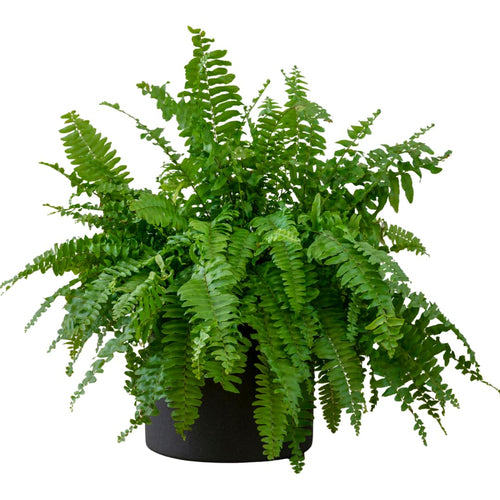 Set 10 Lady Fern Rhizomes, Ferns Starter Roots, Perennial Fern Plants, Ready to Grow