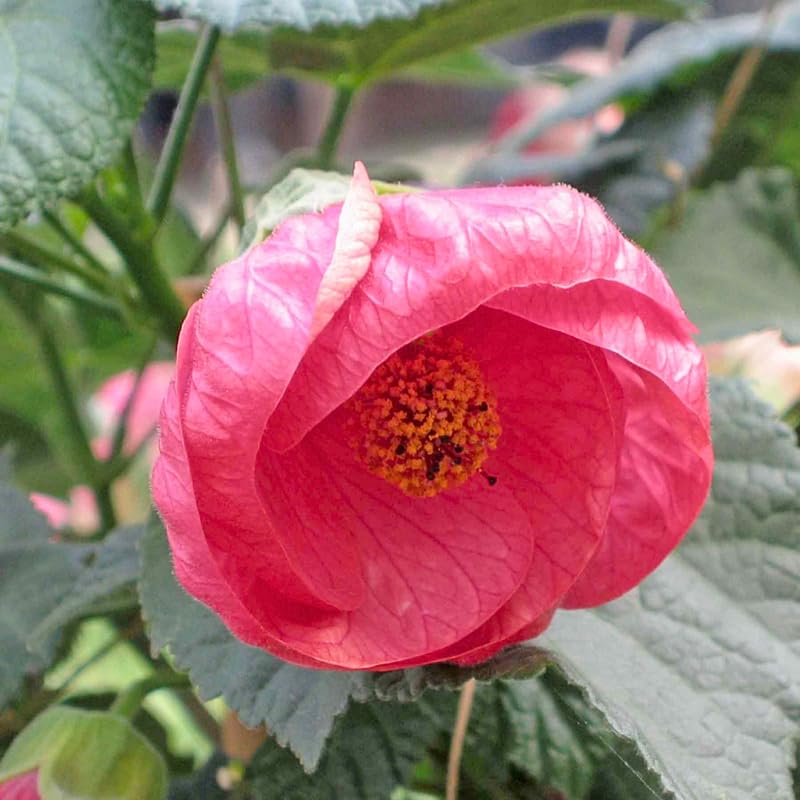 Pink Abutilon Live Plant, Abutilon Flowering Vine, Trailing Lantern Flower Well Rooted 5-7 Inch Tall