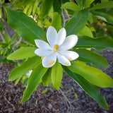 Sweetbay Magnolia Tree Live Plant in 2.5 Inches Pot, Dormant in Winter, 6-12 Inches in Tall, Ornamental Spring Flowering Tree, Outdoor