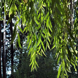 2 Weeping Willow Trees 2–3 Ft Bare Root, Fast Growing Shade Trees for Yard, Garden or Landscape