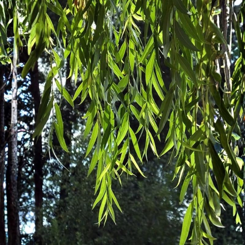 2 Weeping Willow Trees 2–3 Ft Bare Root, Fast Growing Shade Trees for Yard, Garden or Landscape