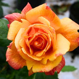 Rose Plant Live for Planting Indoor Outdoor, Rose Bush Live Plant (Gold Rose)