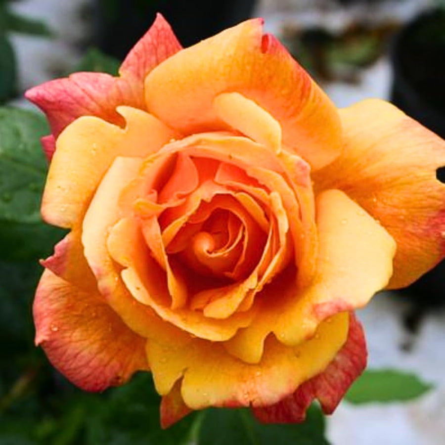 Rose Plant Live for Planting Indoor Outdoor, Rose Bush Live Plant (Gold Rose)