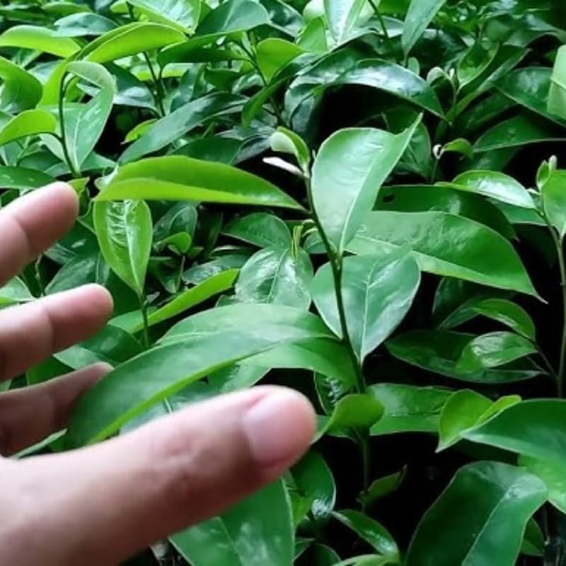 Soursop Tree Live Plant in 4" Pot, Tropical Annona Muricata Guanabana Seedling Size 5-8" in Tall, Zones 9-11, No CA