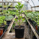 Forsythia Plant Live, Forsythia Bush Live Plant, Well Rooted in Quart Pot, 8-10 Inches Tall, Perennial Shrub for Outdoor Growing