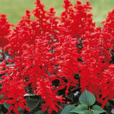 Red Salvia Plant Live in 4 Inc Pot, Perennial Flower for Outdoor Indoor Planting, Hardy Sage Live Plant, Well-Rooted, 3-6 Inch Tall