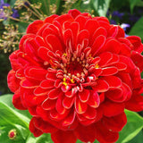 2 Red Zinnia Plants Live, Zinnia Live Plants for Planting, Flower Plant, 4 Inches Pot