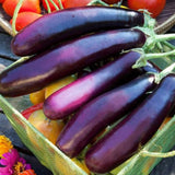 Eggplant Plant Live for Planting, 4 to 7 Inches Tall, Live Eggplant Plant for Planting, Purple Eggplants Plants, Vegetable Plant, 4 Inch Pot