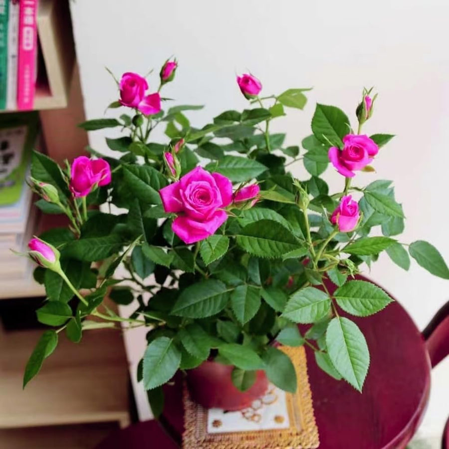 Miniature Rose Plant, Live 3.5” Potted Rose, Compact, Colorful Flowering Rose Bush for Indoor Outdoor Gardens (Pink)
