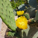 Green Prickly Pear Cactus Plant Live, Prickly Pear Cactus Live Plant Pot for Gardening