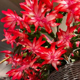 Christmas Cactus Live Plant 4'' Pot, Holiday Blooming Houseplant for Pot, Hanging Baskets, Indoor Outdoor Planting (Red Christmas Cactus)