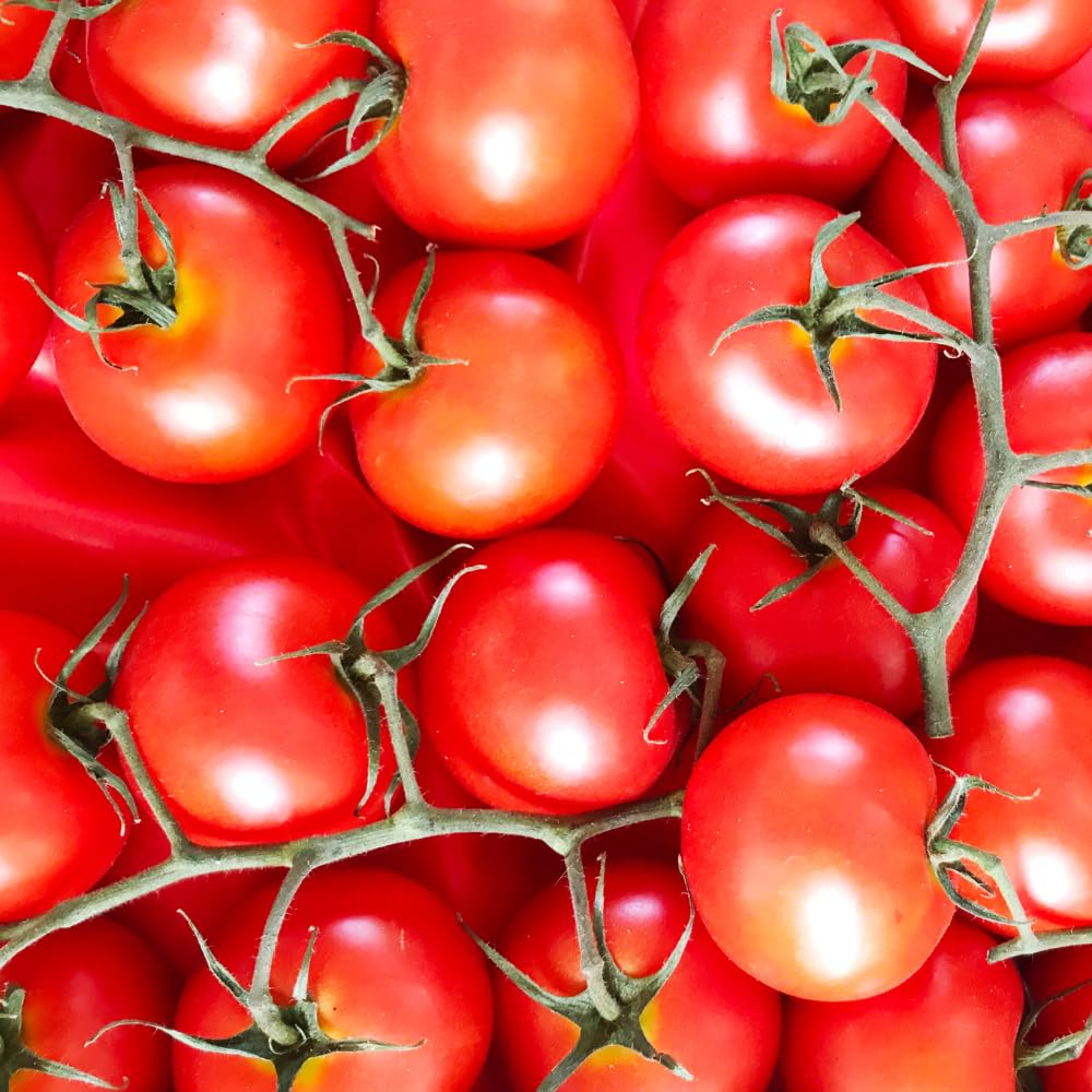 Red Cherry Tomato Plant Live, Tomato Plants Live for Planting, Sweet Fruit, 8-10 Inches in Height, 4 Inch Pot