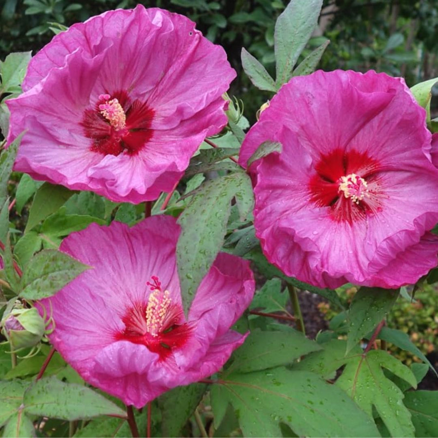 Hibiscus Flower Plant, Hibiscus Plants Live, Giant Rose, Zone 10 to 12, Size 5 to 7 Inch Tall