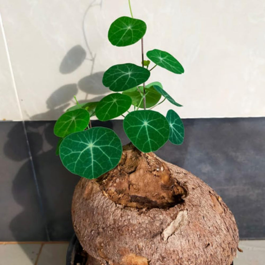 Already Sprouts Stephania Cephalantha Plant Bulb, Various Size Caudex, Rare Succulent with No Hair Roots, Home Decor, Houseplant, Cold Hardy (Large 3-3.5" Caudex)