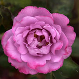 Rose Bush Live Plant - Climbing Rose Plant Live - Bareroot with Soil 7-10 Inch Tall - Fragrant Rose Flowers Heirloom Rose Shrub (Purple Rose Plant)