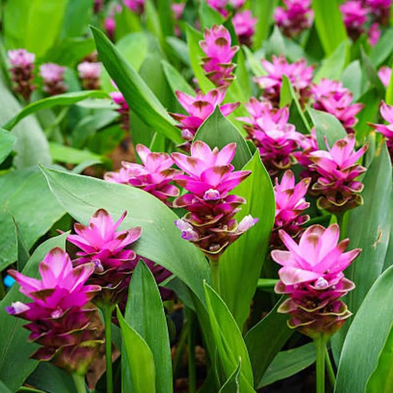 Curcuma Turmeric Ginger Plant Live for Planting, Hawaiian Ginger Flower Plant, Tropical Ginger Plant Well-Rooted for Indoor Outdoor Growing, 5-9" Tall