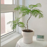 Blue Jacaranda Tree Live Plant, Flowering Jacaranda Mimosifolia 8–10 Inches Tall, Ornamental Outdoor Tree with Blue Purple Blooms