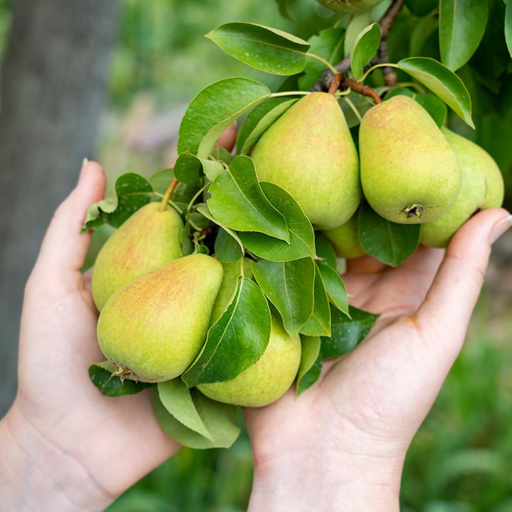 Pear Tree Live Plant, Pear Plant Tree, 2 to 3 Feet Tall, Pear Live Plant, Sweet Fruit Plant