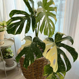 Monstera Plant Live, Rare Tropical Monstera Well Rooted, Live Philodendron Indoor Houseplant 4-8 Inches Ready to Grow (Variegated White Monstera)