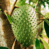 1 Guanabana Soursop Tree Live Plant, 6-10" Tall, Sweet Soursop Plant Live, Half Gallon Pot, Tropical Soursop Fruit Tree