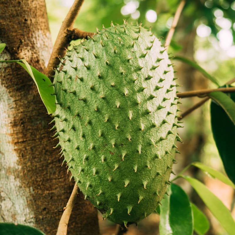 1 Guanabana Soursop Tree Live Plant, 6-10" Tall, Sweet Soursop Plant Live, Half Gallon Pot, Tropical Soursop Fruit Tree