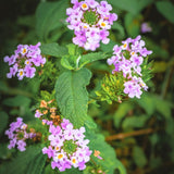 Set 3 Lantana Plants Live for Planting, 6-9 Inch Height, Ornamental Lantana Live Plants Ready to Grow (Yellow Gold Lantana)