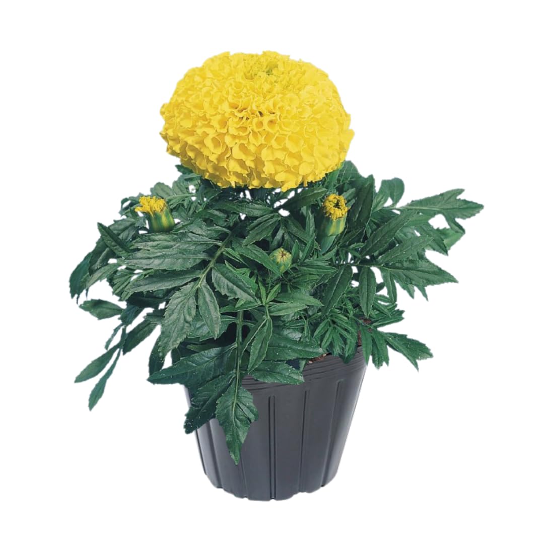 Live Marigold Plants for Outside, Yellow Marigold Live Plants Pot 4'' Perennial Blooming Flower, Zone 2 to 11