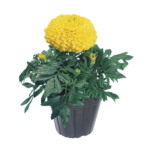 Live Marigold Plants for Outside, Yellow Marigold Live Plants Pot 4'' Perennial Blooming Flower, Zone 2 to 11